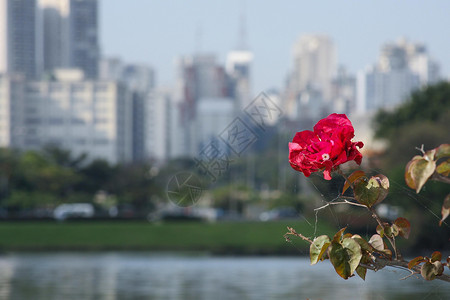 城市玫瑰花市背景图片