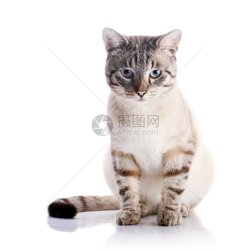 蓝眼睛的漂亮的条纹猫好奇心虎斑哺乳动物爪子宠物小猫友谊眼睛耳朵动物图片