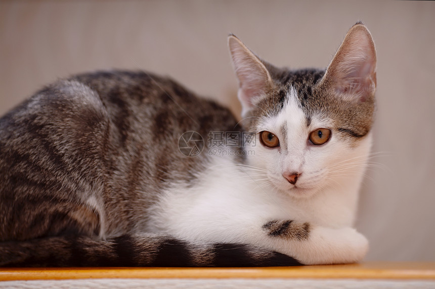 沙发上的小猫兽医虎斑哺乳动物爪子猫科耳朵宠物毛皮食肉友谊图片