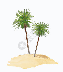 岛上有两只棕榈树背景图片