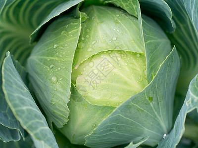 镇菜对象素食食物场地蔬菜生长绿色多叶菜园农场背景图片