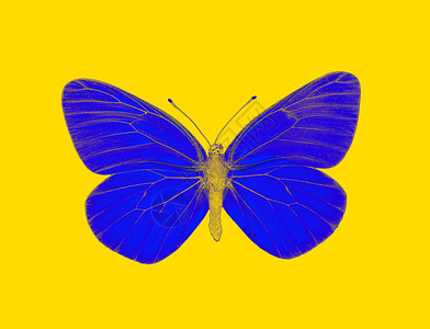 异形蝴蝶拼贴画艺术外星人黄色流行音乐蓝色流行昆虫背景图片