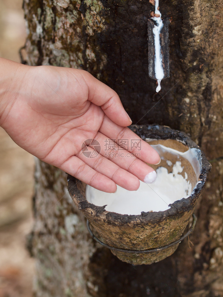 橡胶树种植聚合物棕榈乳白色森林种植园杯子滴水测试手臂液体图片