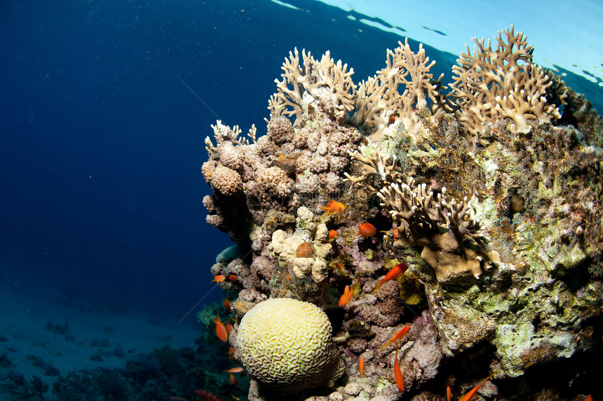 海中的鱼类和珊瑚热带蓝色雌蕊假期团体海洋生长菜花旅行阳光图片