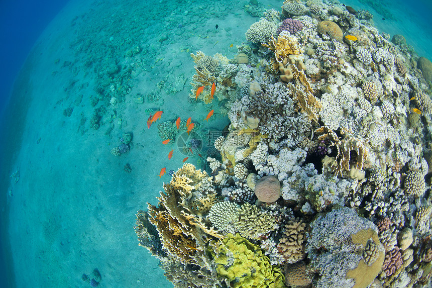 海中鱼类和珊瑚     圆环图片