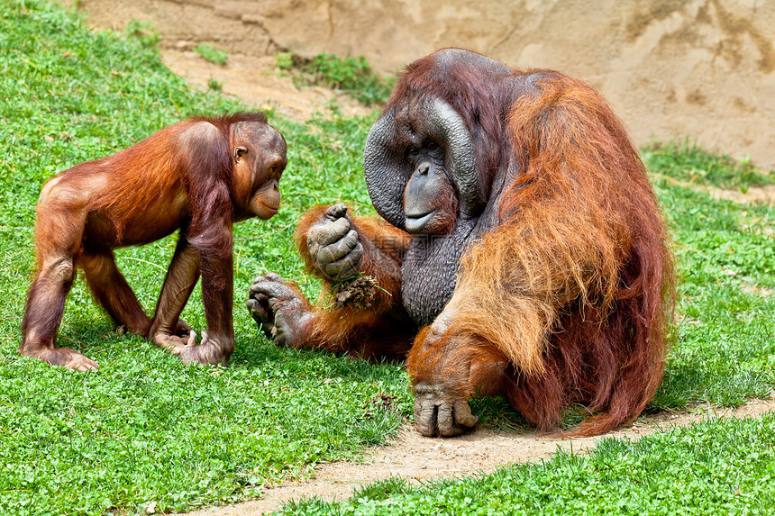 婆罗洲的奥兰古坦丛林濒危野生动物头发动物俘虏猩猩少年生物动物园图片