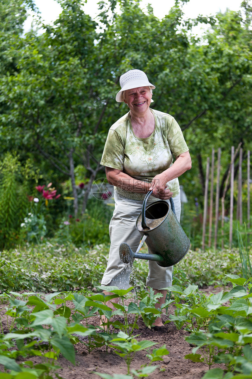 在花园工作的年长妇女爱好农业园丁幸福园艺福利培育祖母快乐女性图片