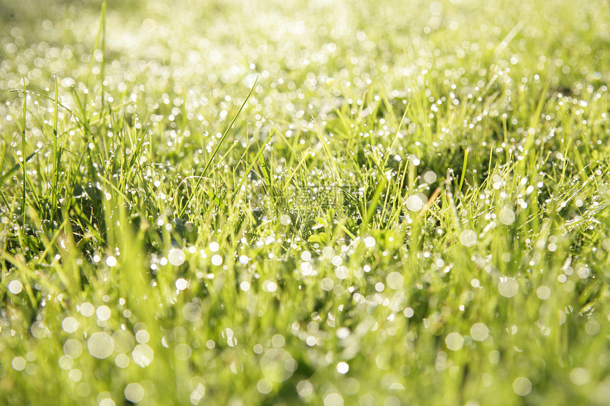 新鲜青草国家地面快乐阳光草地宏观高尔夫球牧场花园植物图片
