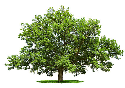 大树大橡树 - 孤立在白色的橡树上背景图片