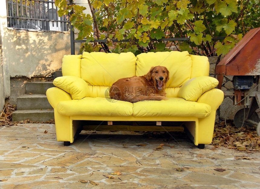 狗在沙发上橙子树叶长椅家具商品院子皮革猎犬状况动物图片