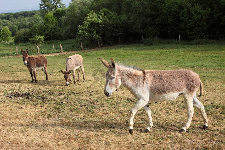 春天 在田地上 有一只宁静的驴农场场地牧场农村哺乳动物家畜农业眼睛乡村图片