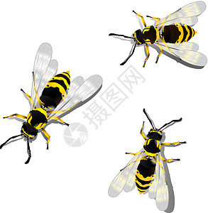 德国黄蜂背景图片