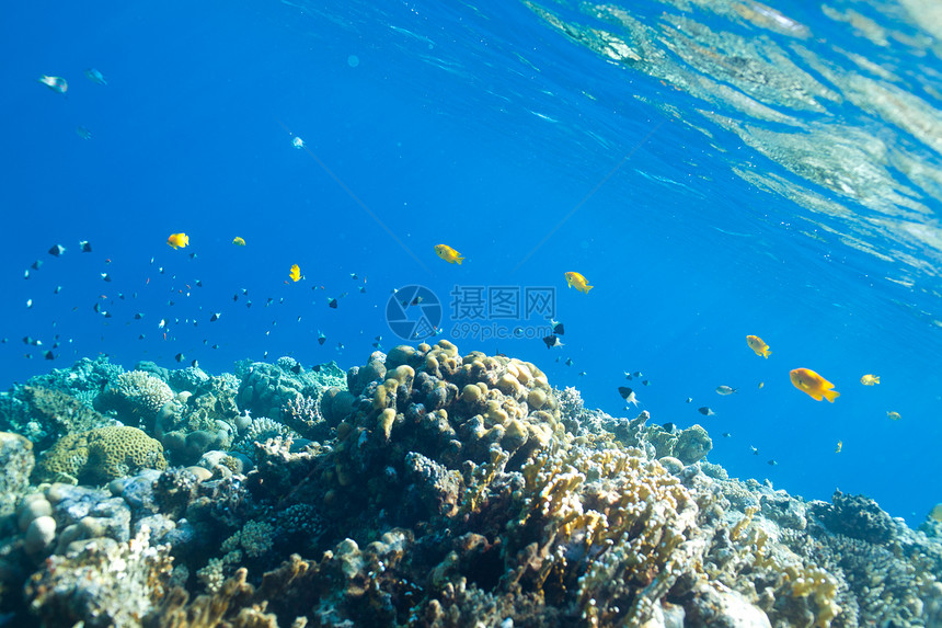 海中的鱼类和珊瑚美丽旅游热带菜花生长勘探雌蕊蓝色旅行阳光图片