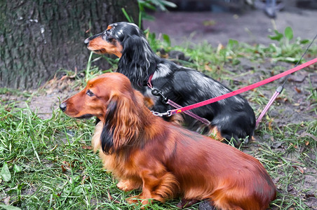 达尚狗宠物犬类毛皮眼睛哺乳动物背景图片