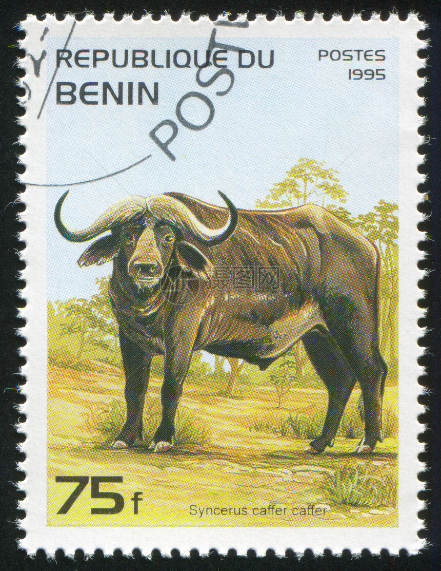 水牛明信片牛角邮戳奶牛哺乳动物邮件荒野历史性动物集邮图片