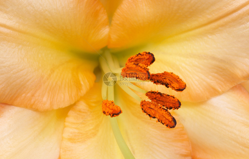 黄虎李植物群礼物美丽卷曲花粉曲线老虎生长橙子花束图片