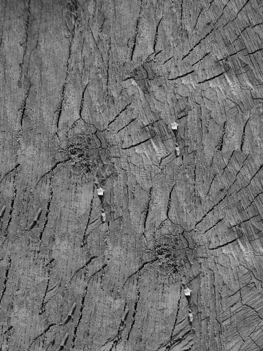 木头薄片脆皮木材地毯环境植物花园生态植物群皮层图片
