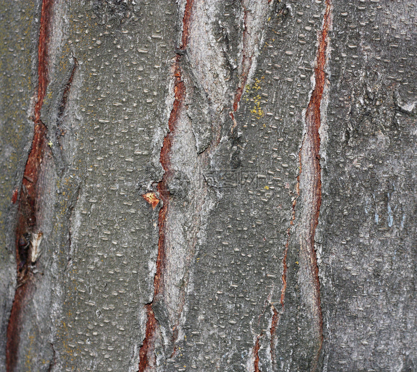特写木头的近视 良好的自然背景条纹痕迹昆虫粒状松树木质材料树干苔藓软木图片