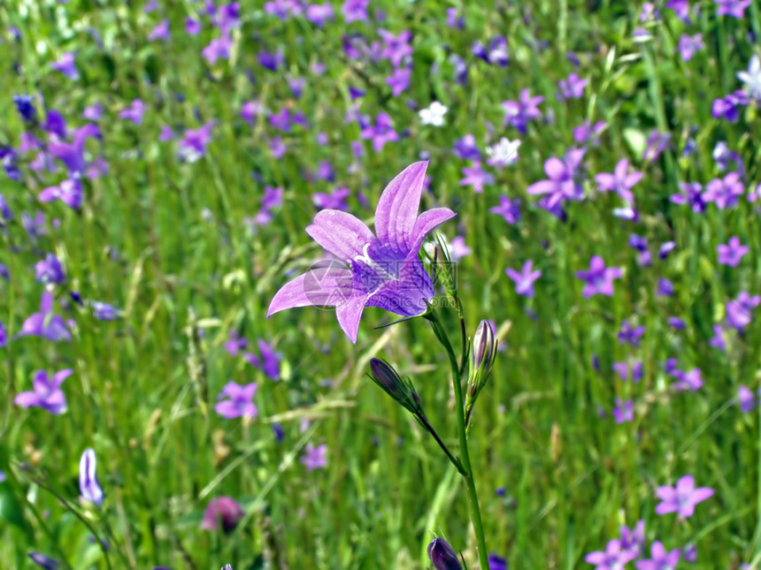 野营花球花粉礼物紫色宏观草地花瓣生长蓝色花园图片