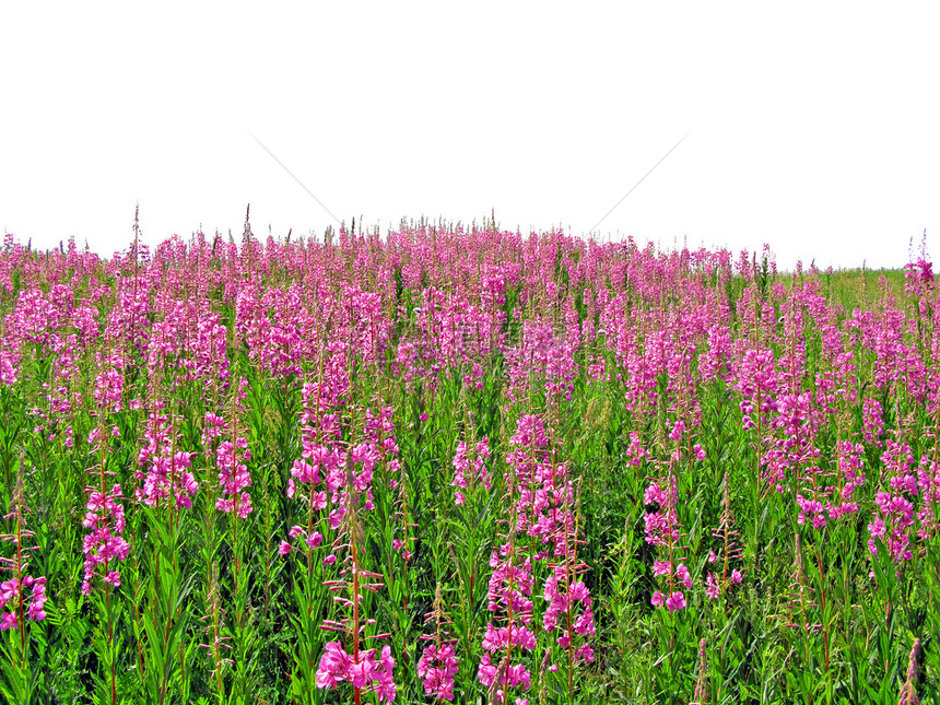 田地花朵植物草地晴天荒野淡紫色健康地面土地天气环境图片