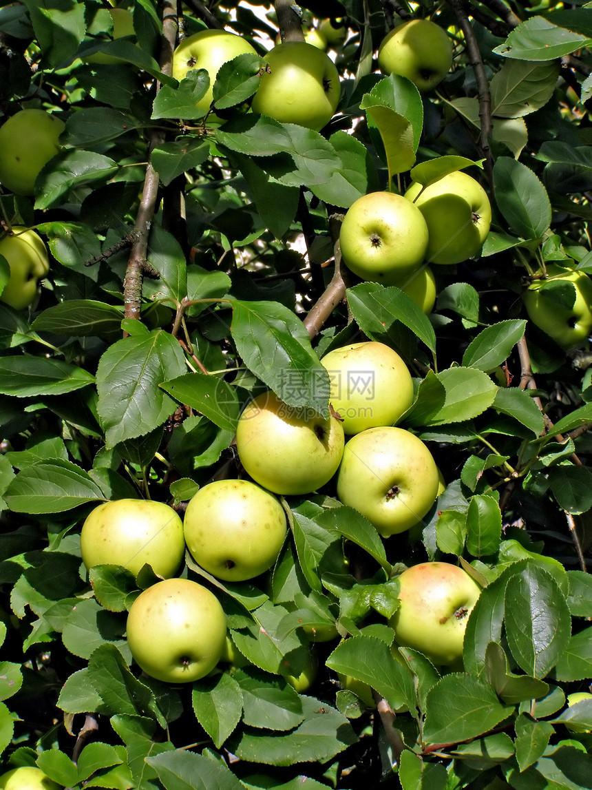树的枝上有苹果树木园艺树林生物学生长采摘叶子农场植物果园图片