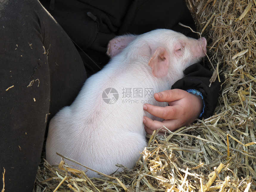 可爱小猪稻草农场仔猪动物乡村猪肉宠物哺乳动物安全孩子图片