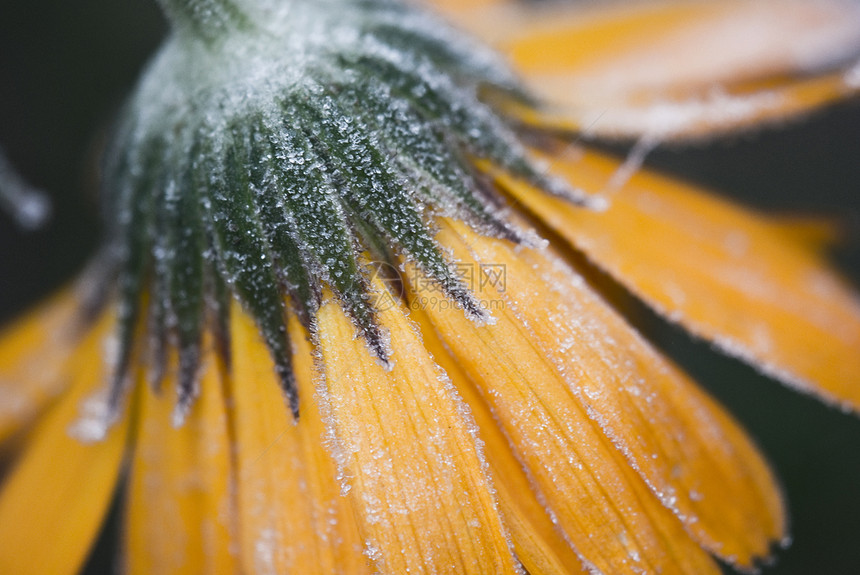 冰冻花朵绿色植物橙子白色季节冻结叶子花瓣雪花图片