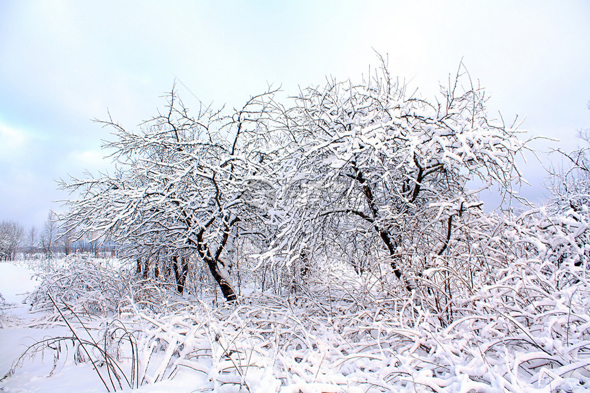 冬季花园的雪中满树场景天气暴风雪森林果园季节曲目旅行街道场地图片