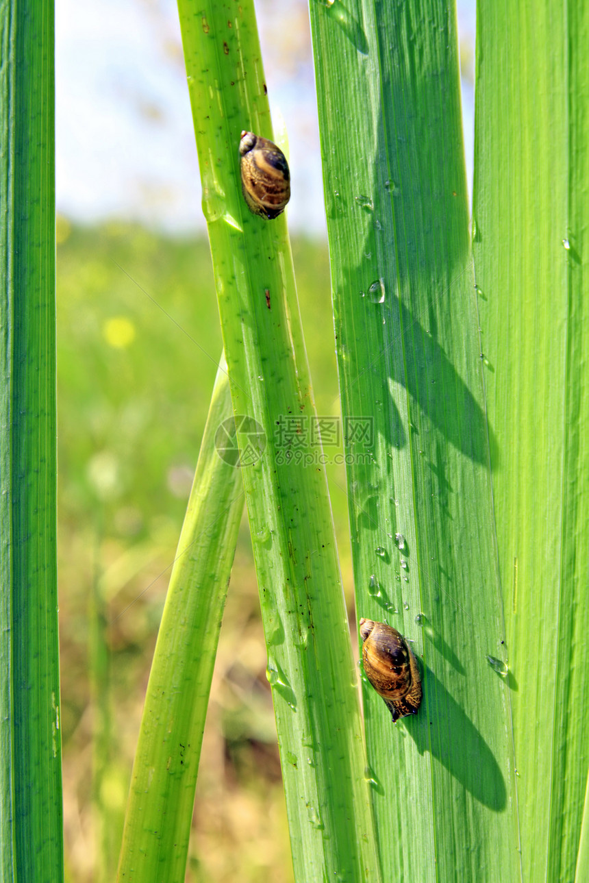 子上垂着的蜗牛动物学螺旋园艺害虫植物荒野蔬菜季节叶子生物学图片