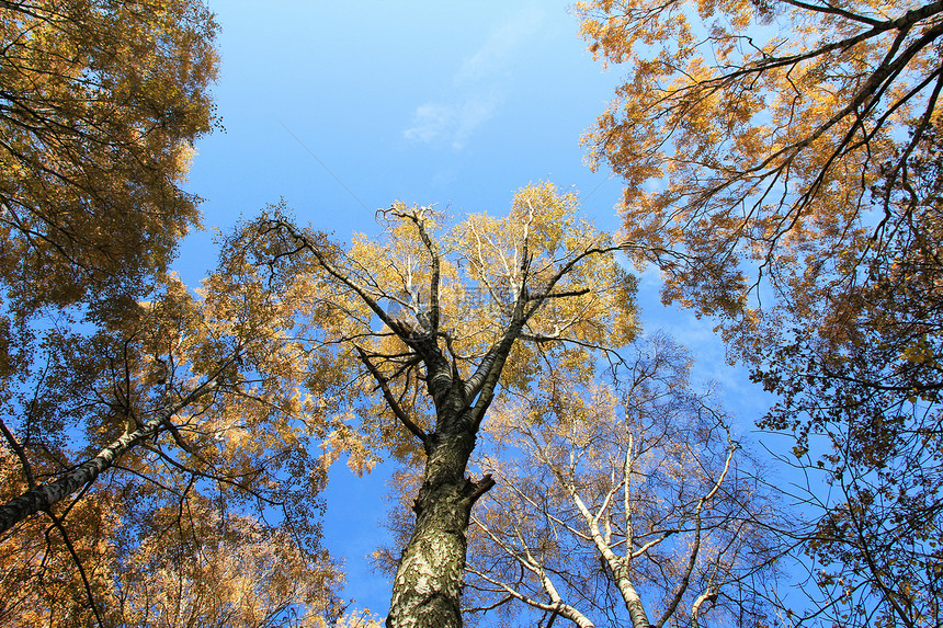 秋树之冠蓝色黄色树叶天空图片