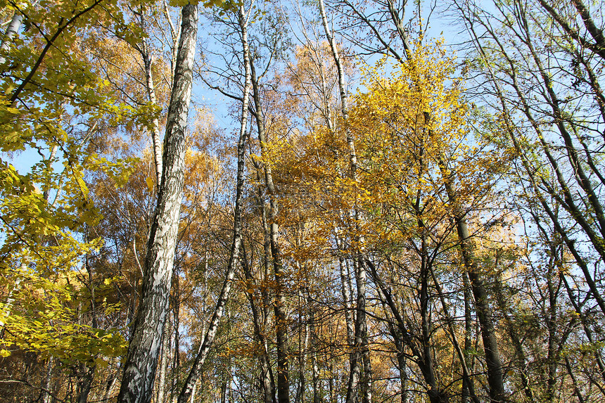 秋树之冠天空树叶黄色蓝色图片