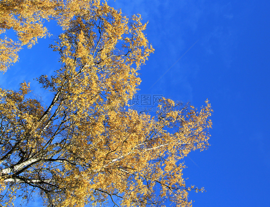 秋树之冠天空蓝色黄色树叶图片