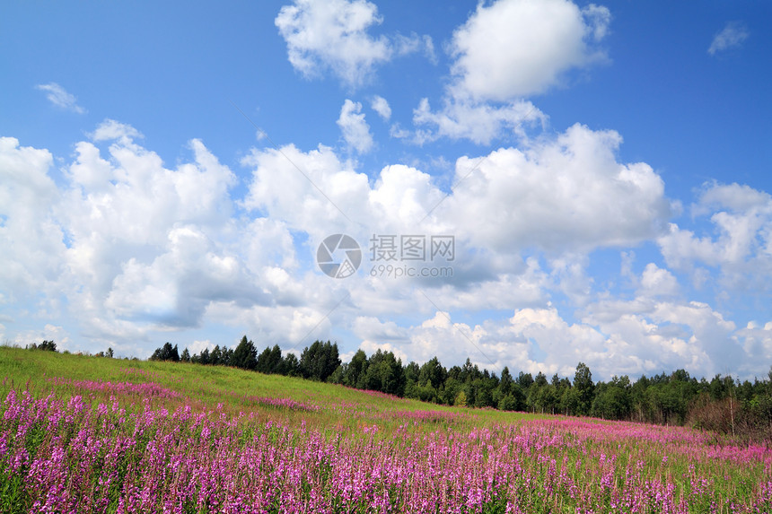 田野上花朵晴天紫丁香环境天空草本植物地平线天气空地地面蓝色图片