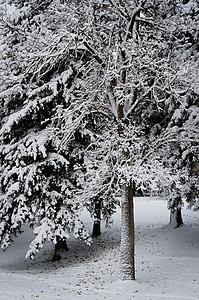 林德利彻自然冬天高清图片