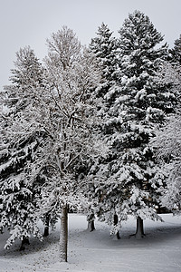 林德利彻自然冬天高清图片