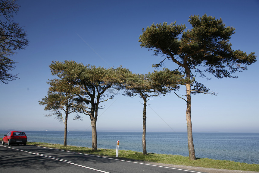 沿海岸驾驶松树交通速度运动水平树木海岸线基础设施晴天阳光图片