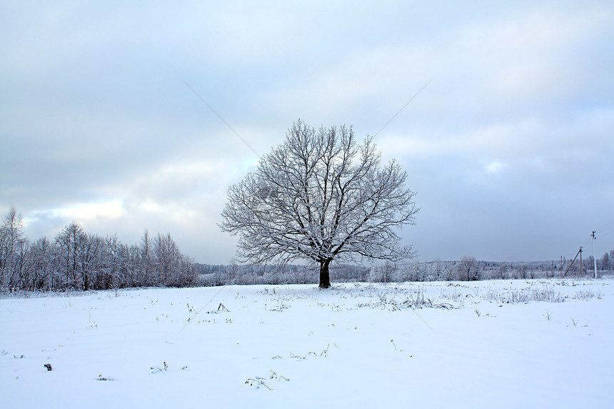 雪树下积雪衬套蓝色草地环境森林木材季节阴影孤独场地图片