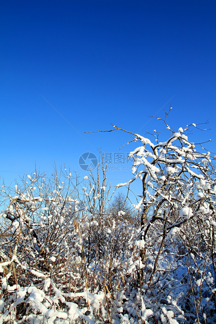积雪中的灌木丛太阳下雪天气衬套天空风景暴风雪城市地平线季节图片