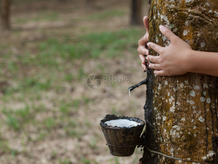 橡胶树种植牛奶环境森林滴水收集树木杯子聚合物乳白色种植园图片