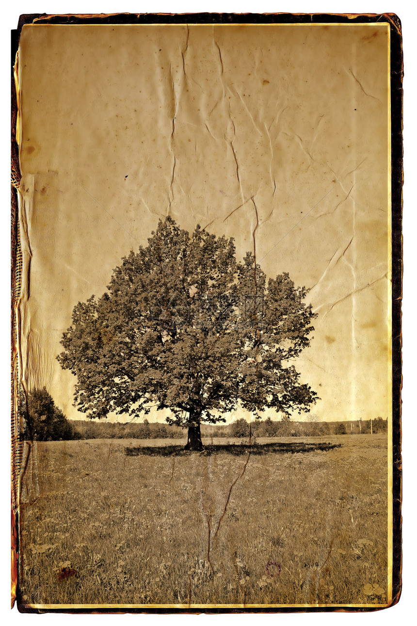 条件背景古董痕迹风化黑色艺术专辑木头森林风格摄影图片