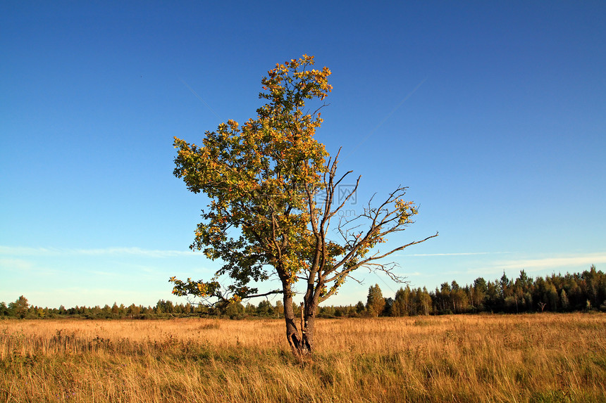实地的橡树季节环境力量天空地平线孤独橡木蓝色农村树叶图片