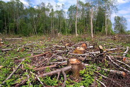 切除木柴树干砍伐资源日志材料森林植被木材收成破坏背景图片