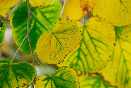 秋叶落叶绿色黄色公园植物季节植被背景图片