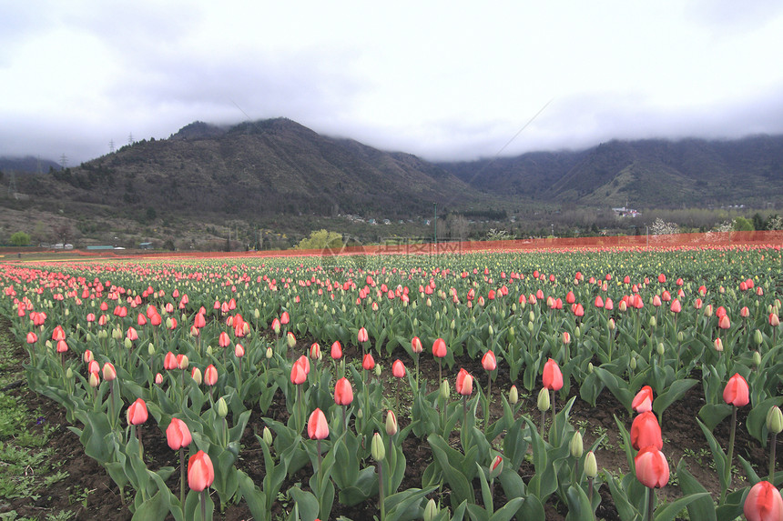 克什米尔斯利那加的多彩郁金香花园庆典季节叶子射线紫色花店公园妈妈阳光花束图片