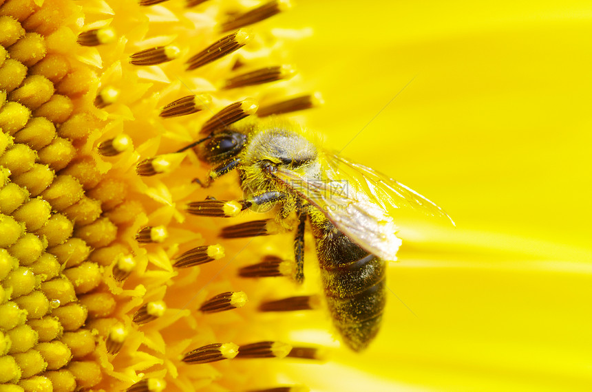 蜜蜂在花朵上地平线场景宏观国家农业场地昆虫远足阳光晴天图片