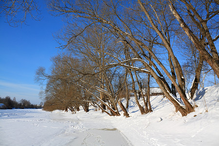 沿海河沿岸的树上乡村植物白色冻结蓝色天空痕迹桤木海岸橡木背景图片