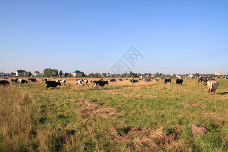 牧场奶牛摄影牧牛的牲畜农场场景牧场女性小牛草地动物隐藏天空城市背景