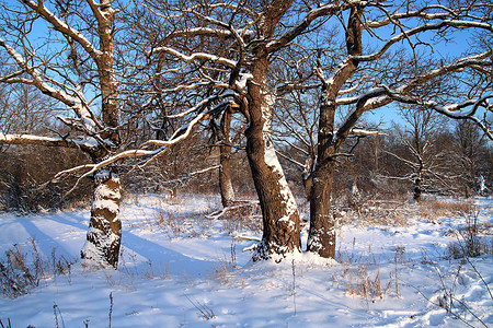 木头中积雪的大橡树天空荒野风景旅行场景环境假期孤独季节国家背景图片
