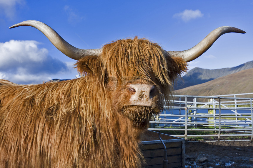 背景蓝天的棕色高地牛群天空畜牧业动物主题农场农村鼻子农业家畜奶牛图片