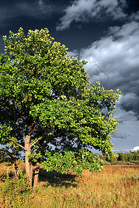 秋天田地上的小橡树季节场地叶子环境橡木旅行草地天空旅游场景背景图片